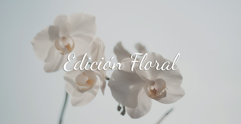 don-algodon-ambients-nueva-edicion-floral